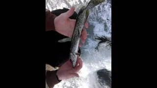 Berkshire ice fishing part two nicks first ma pike