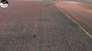 GALGOS VS LIEBRE , CARRERA DE 4 MINUTOS EN CASTILLA Y LEON