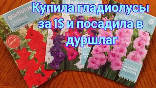 Купила гладиолусы за 1$/ Посадила в дуршлаге/Огород на песчаной почве