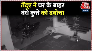 Pune Leopard Attack: घर के बाहर सो रहे कुत्ते पर Leopard का हमला, वारदात CCTV में कैद