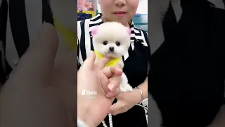 cutest and adorable micro pomeranian puppies 🐶 and funny dogs