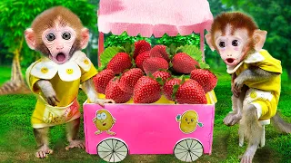 Cute Monkey Bi Bon harvest strawberries and sells them in a farm truck | Animals Home Monkey videos