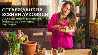 Есенни луковици - как да отгледате луковични цветя?