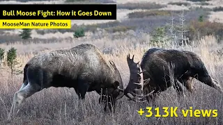 Bull Moose Fight: How it Goes Down