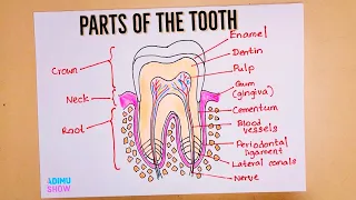 How To Draw And Labeled A Tooth 🦷