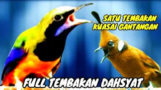 FULL TEMBAKAN DAHSYAT | CUCAK CUNGKOK GACOR NEMBAK !!!