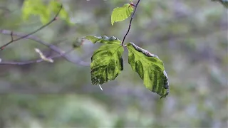 Another threat to trees in Pennsylvania forests