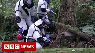 Nest of 1,500 'murder hornets' destroyed in the US - BBC News