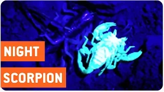 Scorpion's Skin Glows Under UV Light | Glow in the Dark