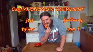 Czy MUCHOMOR CZERWONY ( amanita muscaria ) jest jadalny tylko raz ?? [ GRZYBY ]