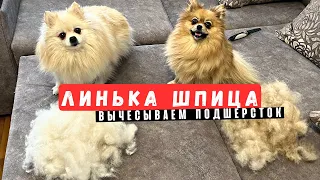 How to Comb Your Pomeranian Spitz 🐾 Grooming