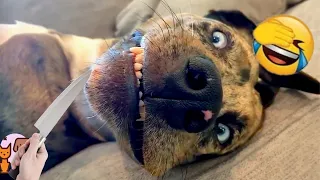 New funny video 2023😍cutest cats 😺 and dogs 🐶 video part 36