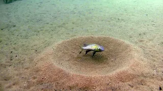 Lake Tanganyika habitat off Aulonocranus dewindti & Callochromis macrops