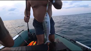 პ ე ლ ა მ ი დ ე ბ ი ი ი შავ ზღვაში 🐠🐟🐬 Sarda fish in the Black Sea