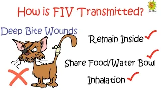 FIV- Feline Immunodeficiency Virus  (Cat's Disease)