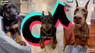 Doberman TikTok Compilation | Dogs of TikTok