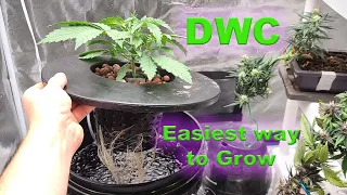 Deep Water Culture (DWC) Autoflower Simplified