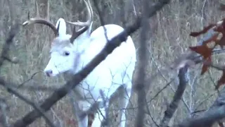 Wisconsin Bowhunt October 15th, 2017 Epic White Buck