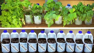 GROW Vegetables in MILK Bottles and SAVE Money