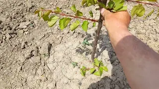 Формування абрикоса в перший рік посадки чашею