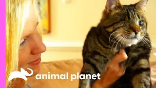 Do Cats Really Have 9 Lives?! | Cats 101