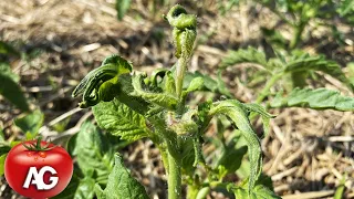 Do the leaves of tomatoes curl? It's very easy to fix everything