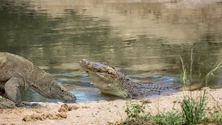 Can A Crocodile Attack A Komodo Dragon