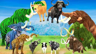 Zombie Tiger Elephant vs Giant Buffalo Fight Cow cartoon Saved By Woolly Mammoth Animal Fights