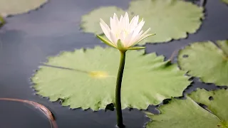 Janzu Aquaflows, Caribe mexicano.