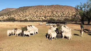 Boer Goat does receiving lucerne (alfalfa)