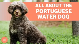 Portuguese Water Dog: Everything You Need To Know