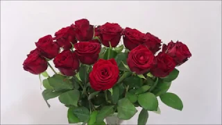 How to make Roses last Longer