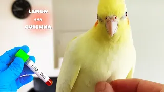 Prepare my Bird's DNA Gender Test | How to Know your Cockatiel is Male or Female