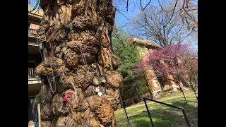 Charming Legend Surrounds Louisville's Witches' Tree