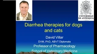 Therapies for Diarrhea in Dogs and Cats