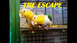 CAIQUE ME AWAY | Caique Bird | Caique Parrot | Super Cute and Funny Parrots Compilation 2022