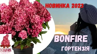 Огляд та обрізка гортензій Bonfire та BeeGreen. Довгоочікувані новинки 2023 року! Диво у горщику!