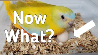 When Your Bird Unexpectedly Lays An Egg - Here's What To Do!