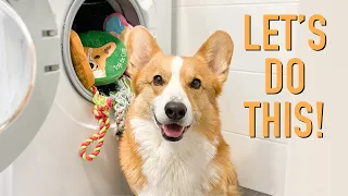 IG VID - Washing My Toys! - Topi the Corgi