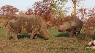 How To Tell If a Rhino Is In Heat | Kruger Park Sightings