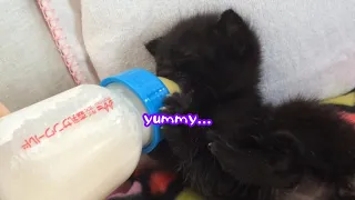 Japanese rescued Kitten gulping down milk. it's so cute!!