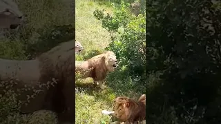 Голод львов за колесом обозрения, провоцирующий пищевую агрессию - обычная практика Тайгана.