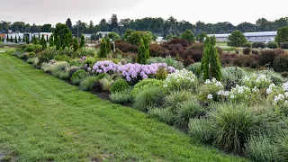 Phlox LUMINARY® Collection Comparison | Walters Gardens