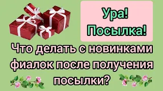 Новинки фиалок! Обязательна ли входящая обработка? Признаки заражения фиалки. Чем обработать?