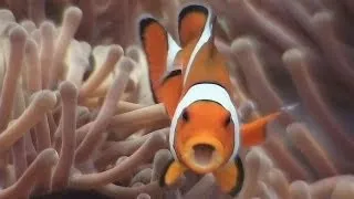 Symbiosis & Anemonefish - Reef Life of the Andaman - Part 18