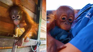 After Being Chained To Someone's Kitchen Shelf For 6 Months Baby Orangutan Gets Happy Ending