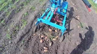 Harvesting potatoes