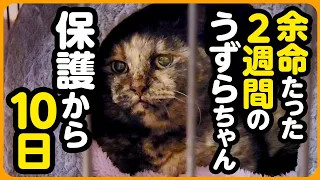 【余命2週間の猫さん】うずらちゃんを家族に迎えて10日が経ちました