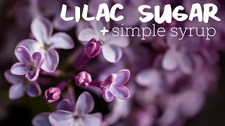 How to Make Lilac Sugar and Syrup