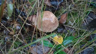 ‼️ПОШЛИ НА РАЗВЕДКУ, А СОБРАЛИ ПОЛНЫЕ КОРЗИНЫ МУХОМОРОВ🍄👍‼️